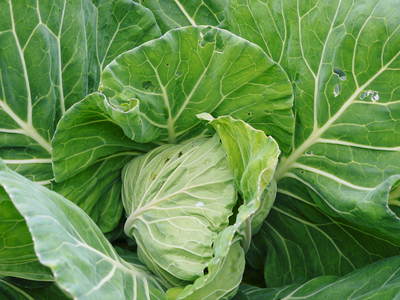 有機栽培キャベツ 定植後の様子とその後の成長_a0254656_182568.jpg