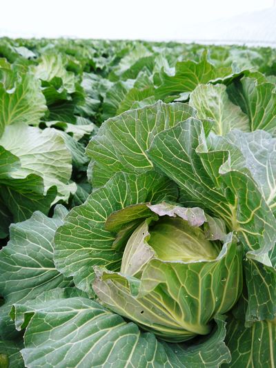 有機栽培キャベツ 定植後の様子とその後の成長_a0254656_1833457.jpg