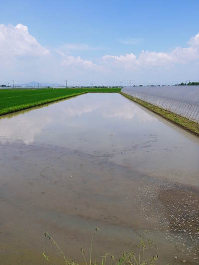 有機栽培キャベツ 定植後の様子とその後の成長_a0254656_18422760.jpg