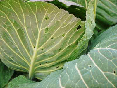 有機栽培キャベツ 定植後の様子とその後の成長_a0254656_1859335.jpg