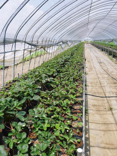 有機栽培キャベツ 定植後の様子とその後の成長_a0254656_19141452.jpg