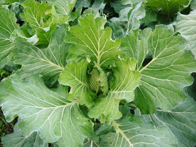 有機栽培キャベツ 定植後の様子とその後の成長_a0254656_1929898.jpg