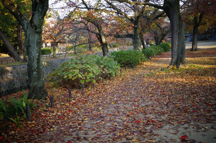 晩秋の夙川公園_b0063958_6261264.jpg