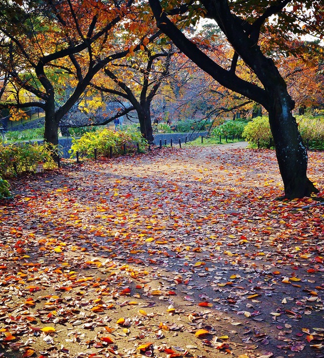晩秋の夙川公園_b0063958_6265389.jpg