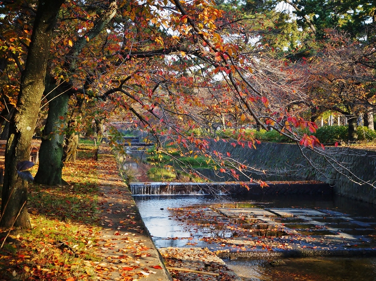 晩秋の夙川公園_b0063958_628258.jpg