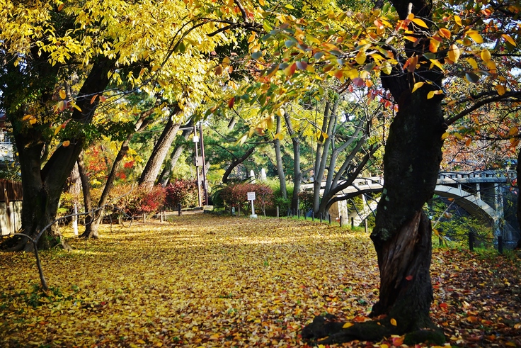 晩秋の夙川公園_b0063958_6313980.jpg