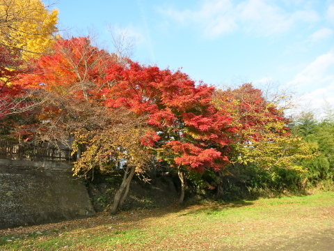 おひさしぶりのハニーさん_c0260460_15501979.jpg