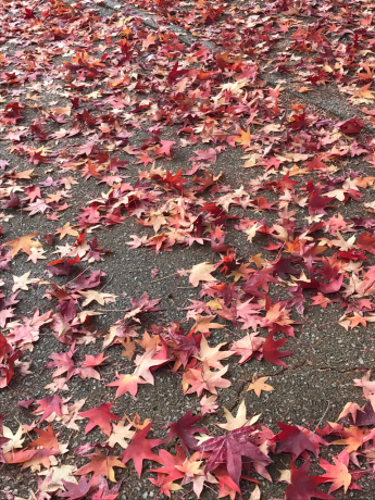 b0324461_08315695.jpg