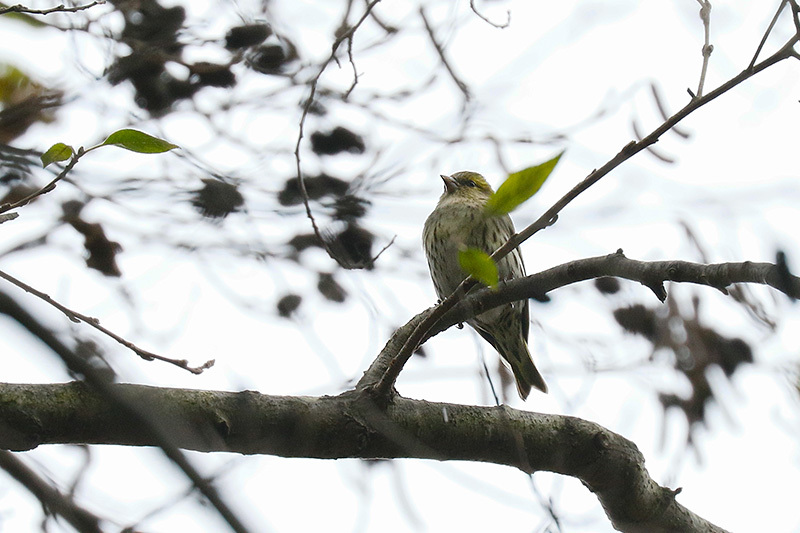 久しぶりの鳥撮りでしたぁ～_f0368272_20532640.jpg