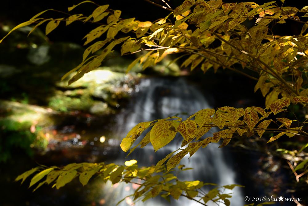 紅葉風景2016：11：渓谷の彩り_a0142976_10152419.jpg