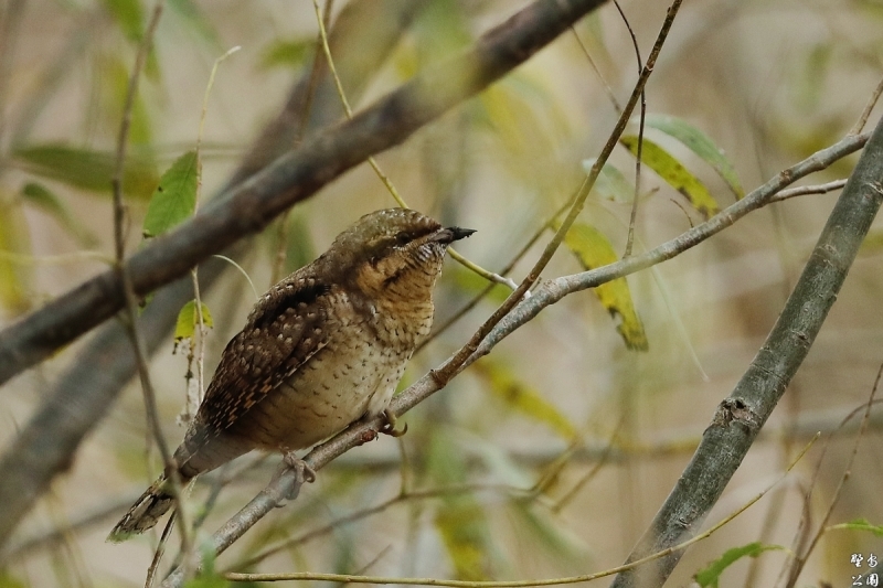 MyFieldの野鳥達_c0352582_20560705.jpg