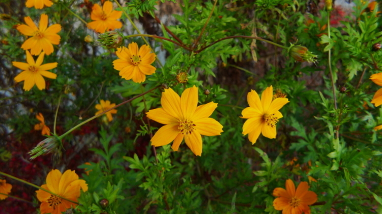 c0212083_18074293.jpg