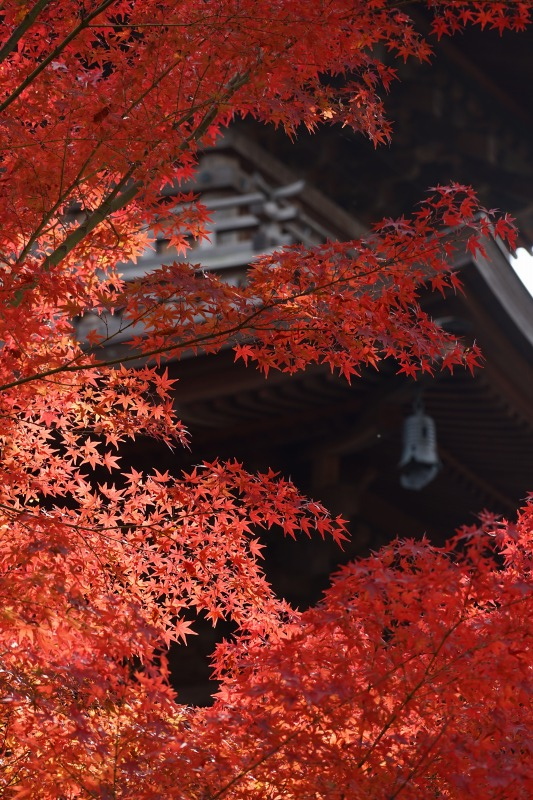 豪徳寺の秋　35㎜フルサイズデジタル一眼で_d0016584_12532294.jpg