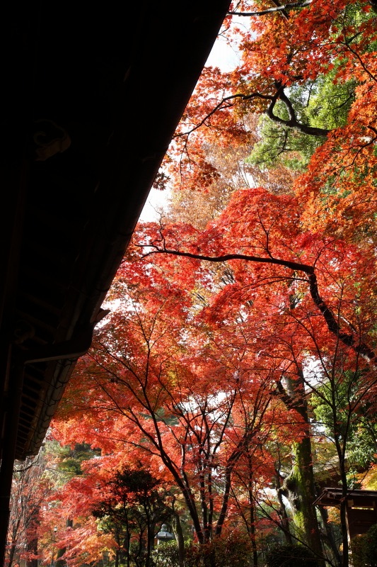 豪徳寺の秋　35㎜フルサイズデジタル一眼で_d0016584_13143666.jpg