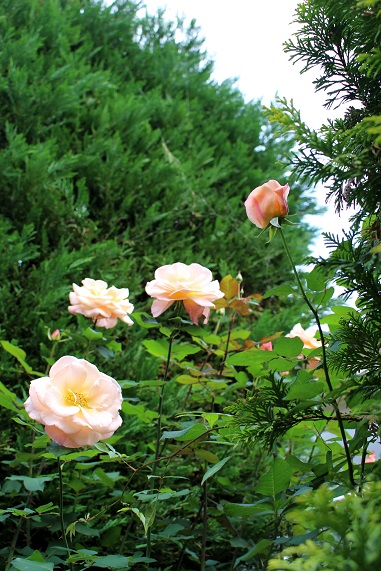d0099791_1113018.jpg