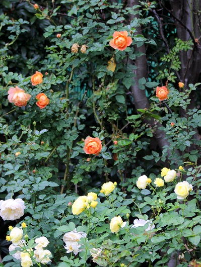 d0099791_11833.jpg