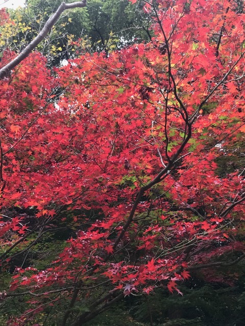 須磨離宮公園_f0204295_19373979.jpg