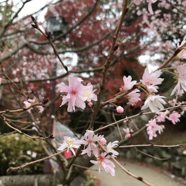 須磨離宮公園_f0204295_19400825.jpg