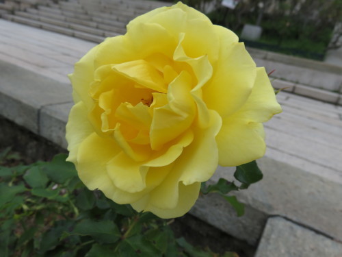 須磨離宮公園_f0204295_19440720.jpg