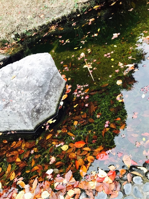 須磨離宮公園_f0204295_19495004.jpg