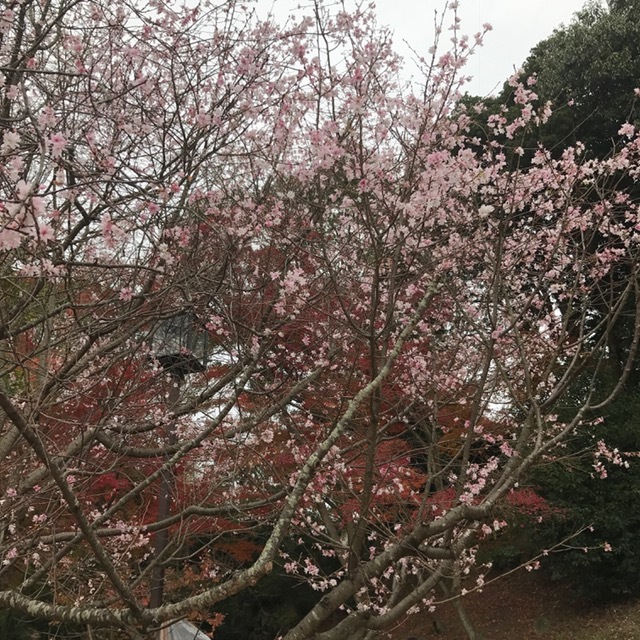 須磨離宮公園_f0204295_20351217.jpg