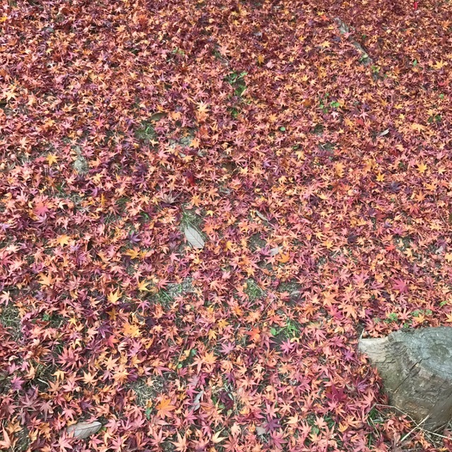 須磨離宮公園_f0204295_20354673.jpg