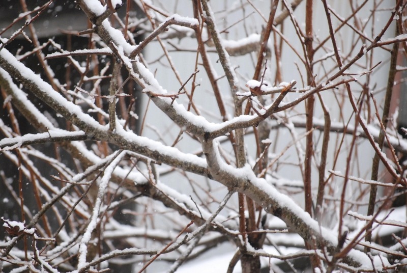 何と！１１月の積雪。。。_e0025300_23101211.jpg