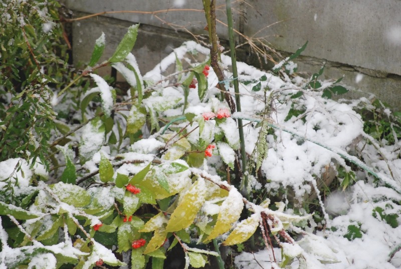 何と！１１月の積雪。。。_e0025300_23104094.jpg