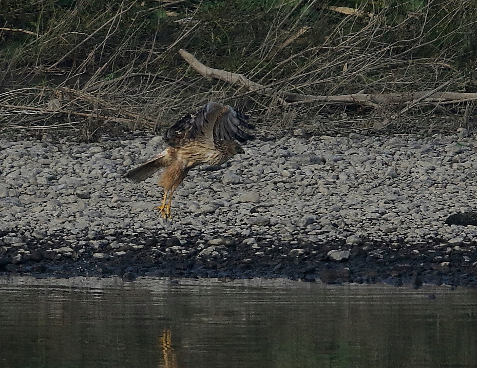 チュウヒ２０１６：飛び出し姿_c0319902_12353674.jpg