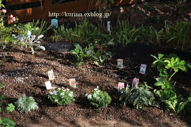 花みずき花壇のチューリップ球根植え付け完了～♪_a0123003_18082074.jpg