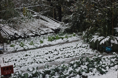 雪が降っている_b0099903_11441914.jpg