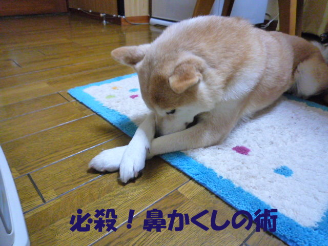 e0131506_18194584.jpg
