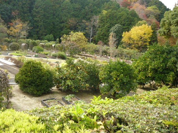 京都薬用植物園に行ってきました。_a0139007_11341293.jpg