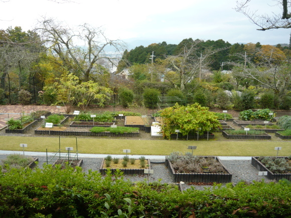 京都薬用植物園に行ってきました。_a0139007_11360893.jpg