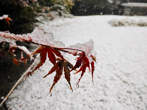 紅葉に雪_b0049307_10235067.jpg