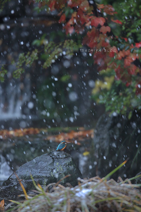 雪と滝とカワセミ_d0053309_17391690.jpg