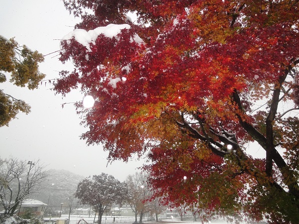 ♪紅葉と雪のコラボレーション_f0057509_21504239.jpg