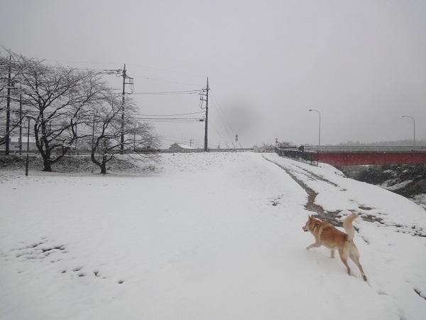 ♪紅葉と雪のコラボレーション_f0057509_22173041.jpg