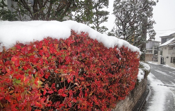 ♪紅葉と雪のコラボレーション_f0057509_22210469.jpg