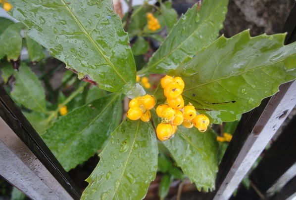 ♪紅葉と雪のコラボレーション_f0057509_22222904.jpg