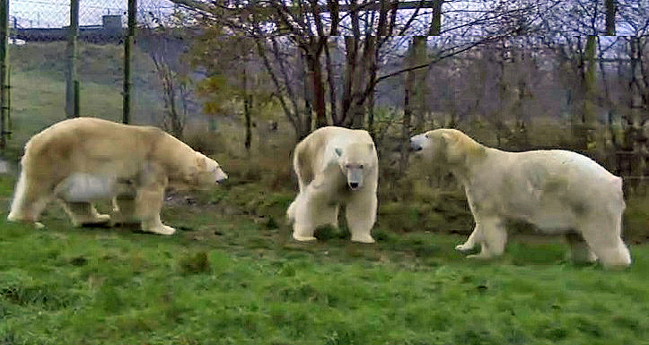 デンマーク スカンジナヴィア野生動物公園でシークー ネノク ヌークの雄三頭による同居が実現 Polarbearology Conjectaneum