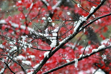 初雪とモミジとハクセキレイ ITR_d0346713_16131824.jpg