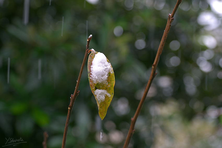 f0344614_21425747.jpg