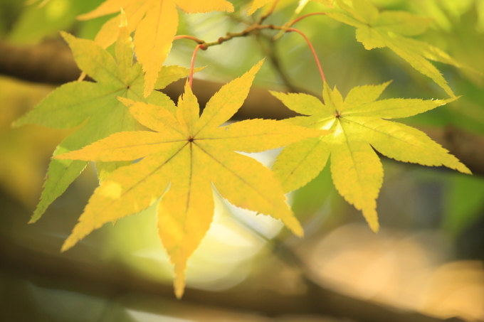 紅葉・風の色(昭和記念公園）_e0361216_07230489.jpg