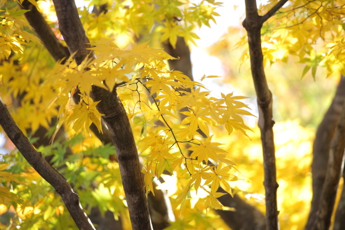 紅葉・風の色(昭和記念公園）_e0361216_07231805.jpg