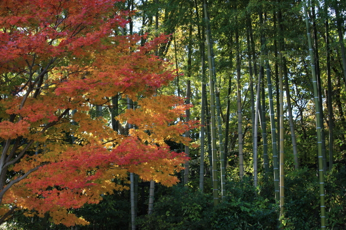 紅葉・風の色(昭和記念公園）_e0361216_07233733.jpg