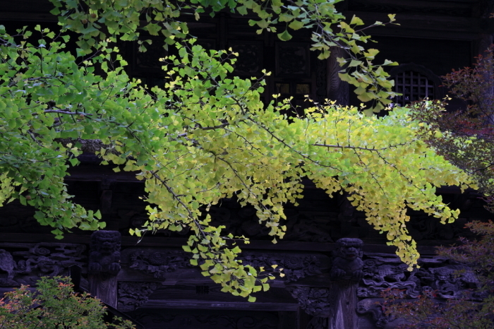 朱の門～霊松寺の山門とドウダンツツジ～_d0349418_18184128.jpg