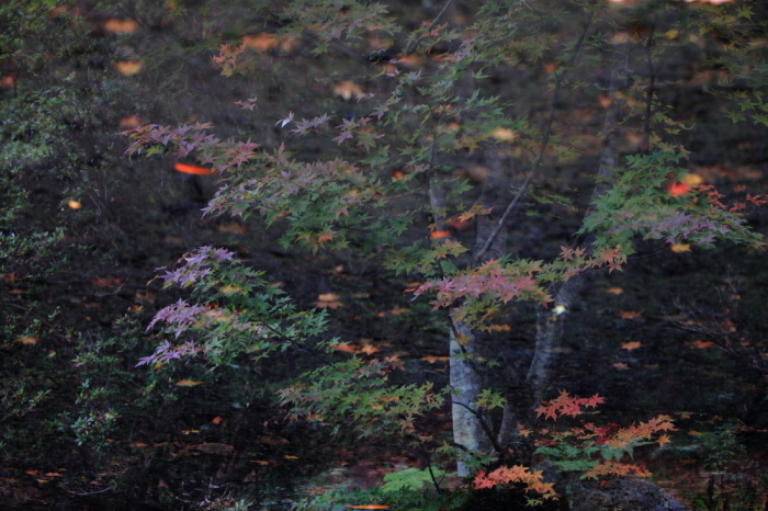 朱の門～霊松寺の山門とドウダンツツジ～_d0349418_18291604.jpg