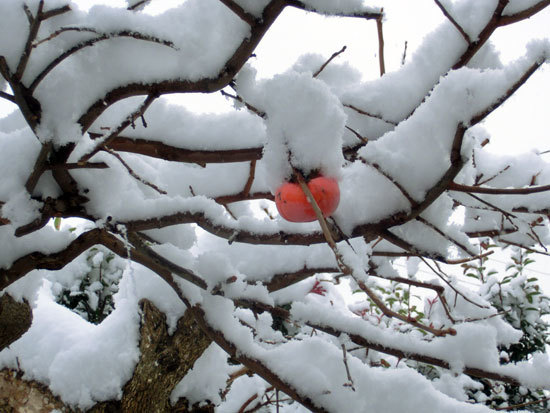 初雪が大雪_d0066822_13443212.jpg