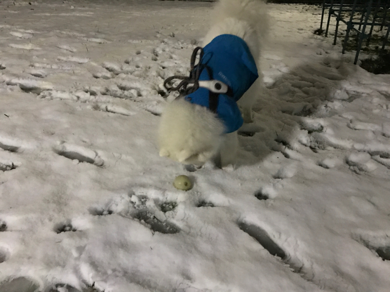 2016年11月、雪遊びはじめました♪_f0234023_20205563.jpg